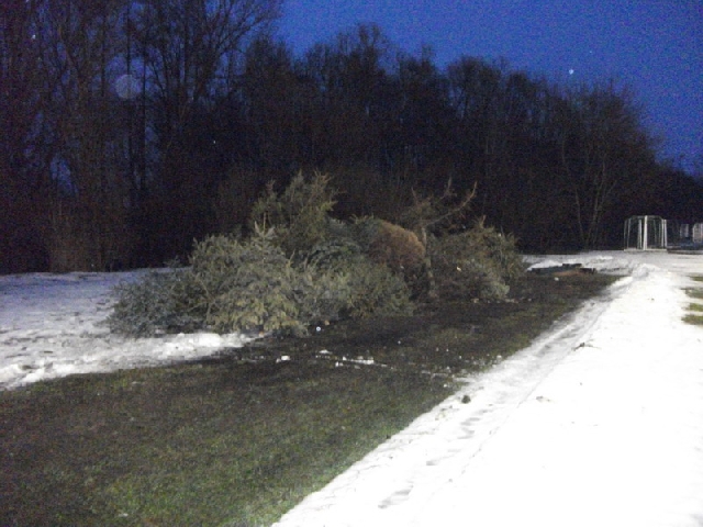 003 Weihnachtsbaumverbrennung2011.jpg